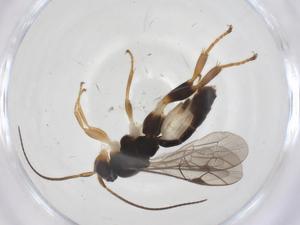  ( - CBG-A67287-B06)  @11 [ ] CreativeCommons - Attribution Share - Alike (2025) Centre for Biodiversity Genomics Centre for Biodiversity Genomics