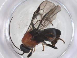  ( - CBG-A67287-E05)  @11 [ ] CreativeCommons - Attribution Share - Alike (2025) Centre for Biodiversity Genomics Centre for Biodiversity Genomics