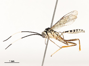  ( - CBG-A67833-B10)  @11 [ ] CreativeCommons - Attribution Share - Alike (2025) CBG Photography Group Centre for Biodiversity Genomics