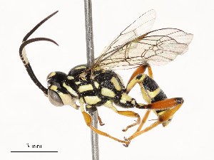  ( - CBG-A67833-C02)  @11 [ ] CreativeCommons - Attribution Share - Alike (2025) CBG Photography Group Centre for Biodiversity Genomics