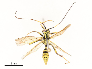  ( - CBG-A67833-C08)  @11 [ ] CreativeCommons - Attribution Share - Alike (2025) CBG Photography Group Centre for Biodiversity Genomics