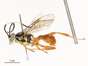  ( - CBG-A67833-D03)  @11 [ ] CreativeCommons - Attribution Share - Alike (2025) CBG Photography Group Centre for Biodiversity Genomics