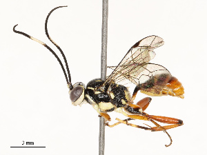  ( - CBG-A67833-E05)  @11 [ ] CreativeCommons - Attribution Share - Alike (2025) CBG Photography Group Centre for Biodiversity Genomics