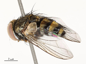  ( - CBG-A67834-B09)  @11 [ ] CreativeCommons - Attribution Share - Alike (2025) CBG Photography Group Centre for Biodiversity Genomics