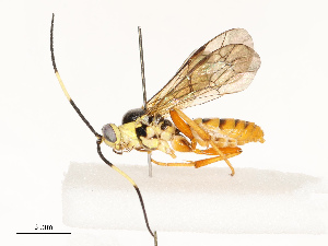  ( - CBG-A67834-G09)  @11 [ ] CreativeCommons - Attribution Share - Alike (2025) CBG Photography Group Centre for Biodiversity Genomics