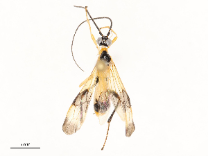  ( - CBG-A67836-D08)  @11 [ ] CreativeCommons - Attribution Share - Alike (2025) CBG Photography Group Centre for Biodiversity Genomics