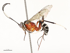  ( - CBG-A67841-D11)  @11 [ ] CreativeCommons - Attribution Share - Alike (2025) CBG Photography Group Centre for Biodiversity Genomics