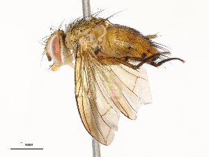  (Genea Janzen21 - CBG-A67842-E06)  @11 [ ] CreativeCommons - Attribution Share - Alike (2025) CBG Photography Group Centre for Biodiversity Genomics