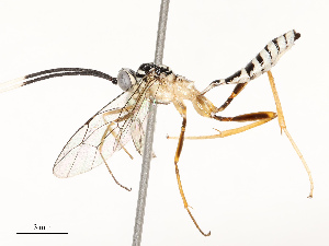  ( - CBG-A67842-G04)  @11 [ ] CreativeCommons - Attribution Share - Alike (2025) CBG Photography Group Centre for Biodiversity Genomics