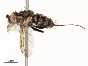  ( - CBG-A67842-G08)  @11 [ ] CreativeCommons - Attribution Share - Alike (2025) CBG Photography Group Centre for Biodiversity Genomics