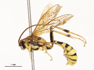  ( - CBG-A67843-D03)  @11 [ ] CreativeCommons - Attribution Share - Alike (2025) CBG Photography Group Centre for Biodiversity Genomics