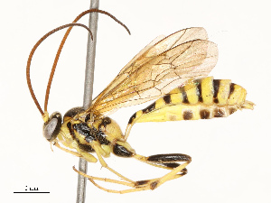  ( - CBG-A67843-D09)  @11 [ ] CreativeCommons - Attribution Share - Alike (2025) CBG Photography Group Centre for Biodiversity Genomics