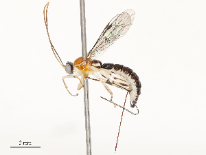  ( - CBG-A67844-C04)  @11 [ ] CreativeCommons - Attribution Share - Alike (2025) CBG Photography Group Centre for Biodiversity Genomics