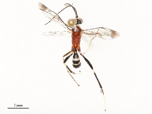  ( - CBG-A67844-D03)  @11 [ ] CreativeCommons - Attribution Share - Alike (2025) CBG Photography Group Centre for Biodiversity Genomics