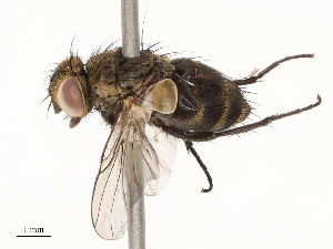  ( - CBG-A67844-D09)  @11 [ ] CreativeCommons - Attribution Share - Alike (2025) CBG Photography Group Centre for Biodiversity Genomics