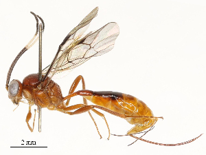  ( - CBG-A67844-E08)  @11 [ ] CreativeCommons - Attribution Share - Alike (2025) CBG Photography Group Centre for Biodiversity Genomics