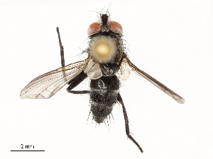  ( - CBG-A67845-D02)  @11 [ ] CreativeCommons - Attribution Share - Alike (2025) CBG Photography Group Centre for Biodiversity Genomics