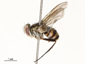  ( - CBG-A67845-H10)  @11 [ ] CreativeCommons - Attribution Share - Alike (2025) CBG Photography Group Centre for Biodiversity Genomics