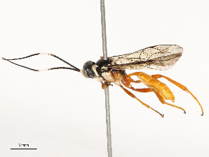  ( - CBG-A67846-D04)  @11 [ ] CreativeCommons - Attribution Share - Alike (2025) CBG Photography Group Centre for Biodiversity Genomics