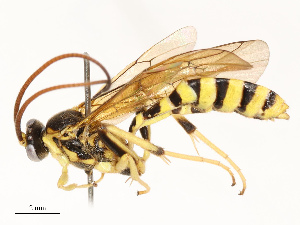  ( - CBG-A67849-E10)  @11 [ ] CreativeCommons - Attribution Share - Alike (2025) CBG Photography Group Centre for Biodiversity Genomics