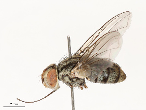  ( - CBG-A67849-E12)  @11 [ ] CreativeCommons - Attribution Share - Alike (2025) CBG Photography Group Centre for Biodiversity Genomics