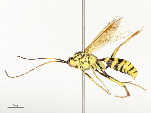  ( - CBG-A67850-A07)  @11 [ ] CreativeCommons - Attribution Share - Alike (2025) CBG Photography Group Centre for Biodiversity Genomics