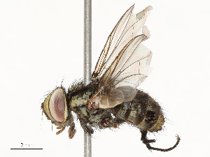  ( - CBG-A67850-C02)  @11 [ ] CreativeCommons - Attribution Share - Alike (2025) CBG Photography Group Centre for Biodiversity Genomics