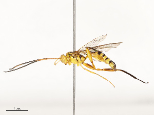  ( - CBG-A67850-E02)  @11 [ ] CreativeCommons - Attribution Share - Alike (2025) CBG Photography Group Centre for Biodiversity Genomics