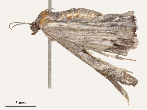  ( - CBG-A67851-G02)  @11 [ ] CreativeCommons - Attribution Share - Alike (2025) CBG Photography Group Centre for Biodiversity Genomics