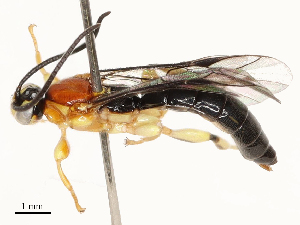  (Exochus Janzen44 - CBG-A67852-F05)  @11 [ ] CreativeCommons - Attribution Share - Alike (2025) CBG Photography Group Centre for Biodiversity Genomics