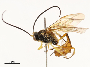  (Dusona INB-608 - CBG-A67854-F08)  @11 [ ] CreativeCommons - Attribution Share - Alike (2025) CBG Photography Group Centre for Biodiversity Genomics