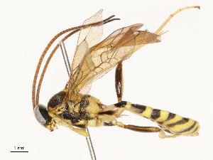  ( - CBG-A67854-H02)  @11 [ ] CreativeCommons - Attribution Share - Alike (2025) CBG Photography Group Centre for Biodiversity Genomics