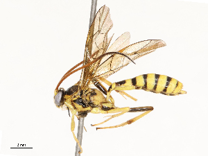  ( - CBG-A67855-D04)  @11 [ ] CreativeCommons - Attribution Share - Alike (2025) CBG Photography Group Centre for Biodiversity Genomics