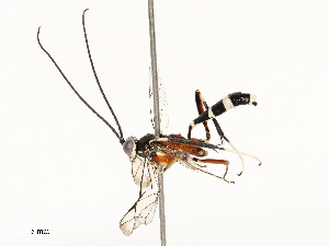  ( - CBG-A67856-D09)  @11 [ ] CreativeCommons - Attribution Share - Alike (2025) CBG Photography Group Centre for Biodiversity Genomics