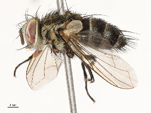  ( - CBG-A67944-H09)  @11 [ ] CreativeCommons - Attribution Share - Alike (2025) CBG Photography Group Centre for Biodiversity Genomics