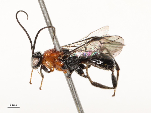  ( - CBG-A67945-C09)  @11 [ ] CreativeCommons - Attribution Share - Alike (2025) CBG Photography Group Centre for Biodiversity Genomics