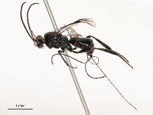  ( - CBG-A67946-E04)  @11 [ ] CreativeCommons - Attribution Share - Alike (2025) CBG Photography Group Centre for Biodiversity Genomics