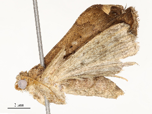  (Arugisa Malaise0839 - CBG-A67956-F04)  @11 [ ] CreativeCommons - Attribution Share - Alike (2025) CBG Photography Group Centre for Biodiversity Genomics
