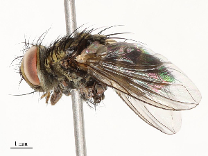  (Vibrissina malaise5801 - CBG-A67956-H04)  @11 [ ] CreativeCommons - Attribution Share - Alike (2025) CBG Photography Group Centre for Biodiversity Genomics