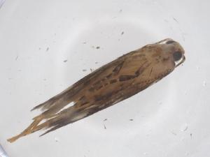  (Stegasta BioLep8381 - CBG-A68381-F10)  @11 [ ] CreativeCommons - Attribution Share - Alike (2025) Centre for Biodiversity Genomics Centre for Biodiversity Genomics