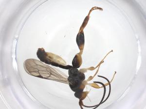  ( - CBG-A68387-E01)  @11 [ ] CreativeCommons - Attribution Share - Alike (2025) Centre for Biodiversity Genomics Centre for Biodiversity Genomics