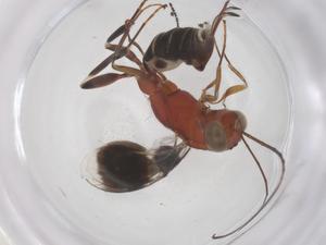  ( - CBG-A68392-A11)  @11 [ ] CreativeCommons - Attribution Share - Alike (2025) Centre for Biodiversity Genomics Centre for Biodiversity Genomics