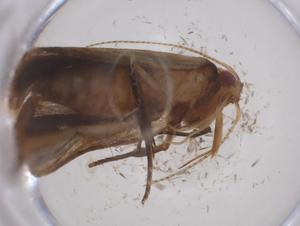  ( - CBG-A68401-C09)  @11 [ ] CreativeCommons - Attribution Share - Alike (2025) Centre for Biodiversity Genomics Centre for Biodiversity Genomics