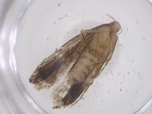  (gelMalaise01 Malaise8942 - CBG-A68405-B11)  @11 [ ] CreativeCommons - Attribution Share - Alike (2025) Centre for Biodiversity Genomics Centre for Biodiversity Genomics