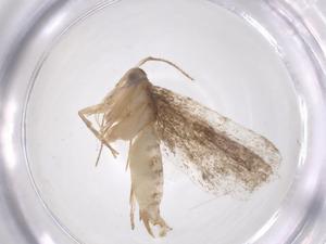  ( - CBG-A68407-H09)  @11 [ ] CreativeCommons - Attribution Share - Alike (2025) Centre for Biodiversity Genomics Centre for Biodiversity Genomics