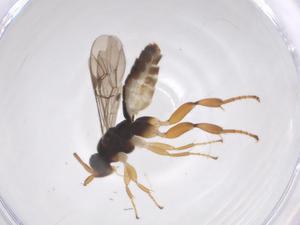  ( - CBG-A68486-F12)  @11 [ ] CreativeCommons - Attribution Share - Alike (2025) Centre for Biodiversity Genomics Centre for Biodiversity Genomics