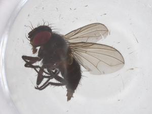  (Myiopharus Janzen8873 - CBG-A68491-C02)  @11 [ ] CreativeCommons - Attribution Share - Alike (2025) Centre for Biodiversity Genomics Centre for Biodiversity Genomics