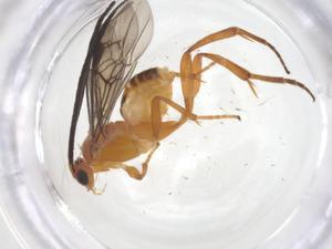  ( - CBG-A68492-G01)  @11 [ ] CreativeCommons - Attribution Share - Alike (2025) Centre for Biodiversity Genomics Centre for Biodiversity Genomics