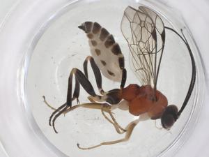  ( - CBG-A68506-A02)  @11 [ ] CreativeCommons - Attribution Share - Alike (2025) Centre for Biodiversity Genomics Centre for Biodiversity Genomics