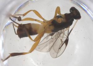  ( - CBG-A68515-G02)  @11 [ ] CreativeCommons - Attribution Share - Alike (2025) Centre for Biodiversity Genomics Centre for Biodiversity Genomics